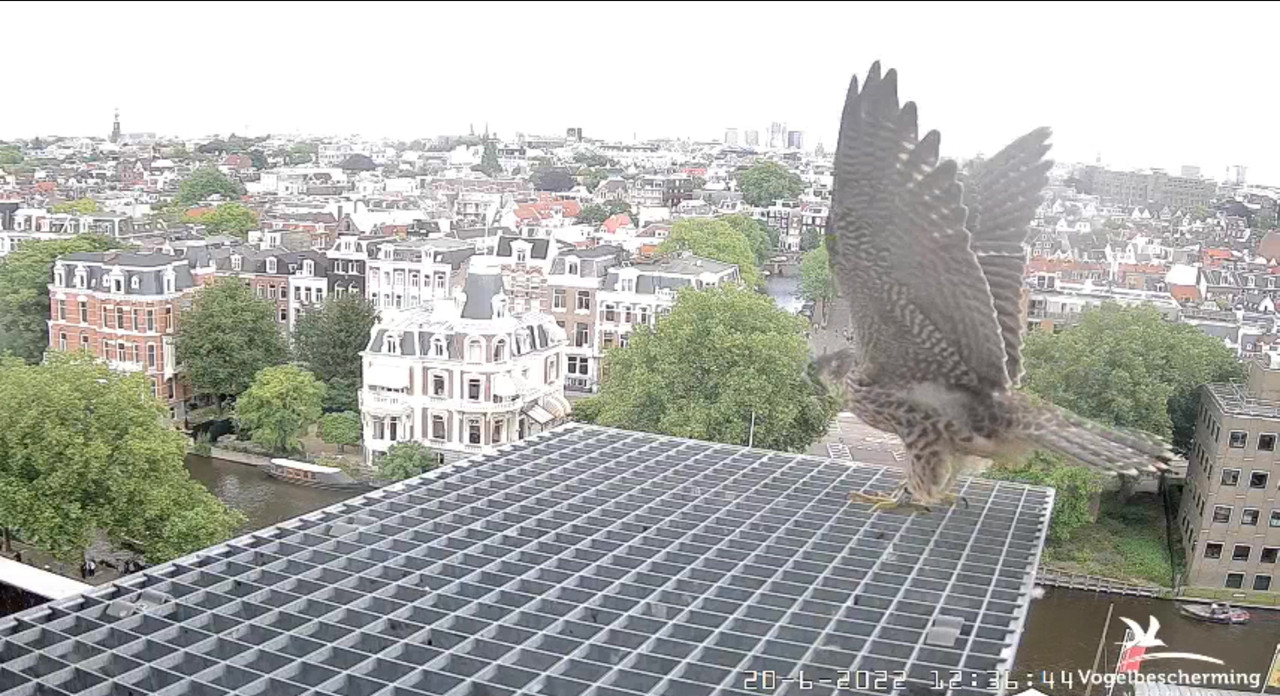 Amsterdam/Rijksmuseum screenshots © Beleef de Lente/Vogelbescherming Nederland - Pagina 30 Video-2022-06-20-123800-Moment-4