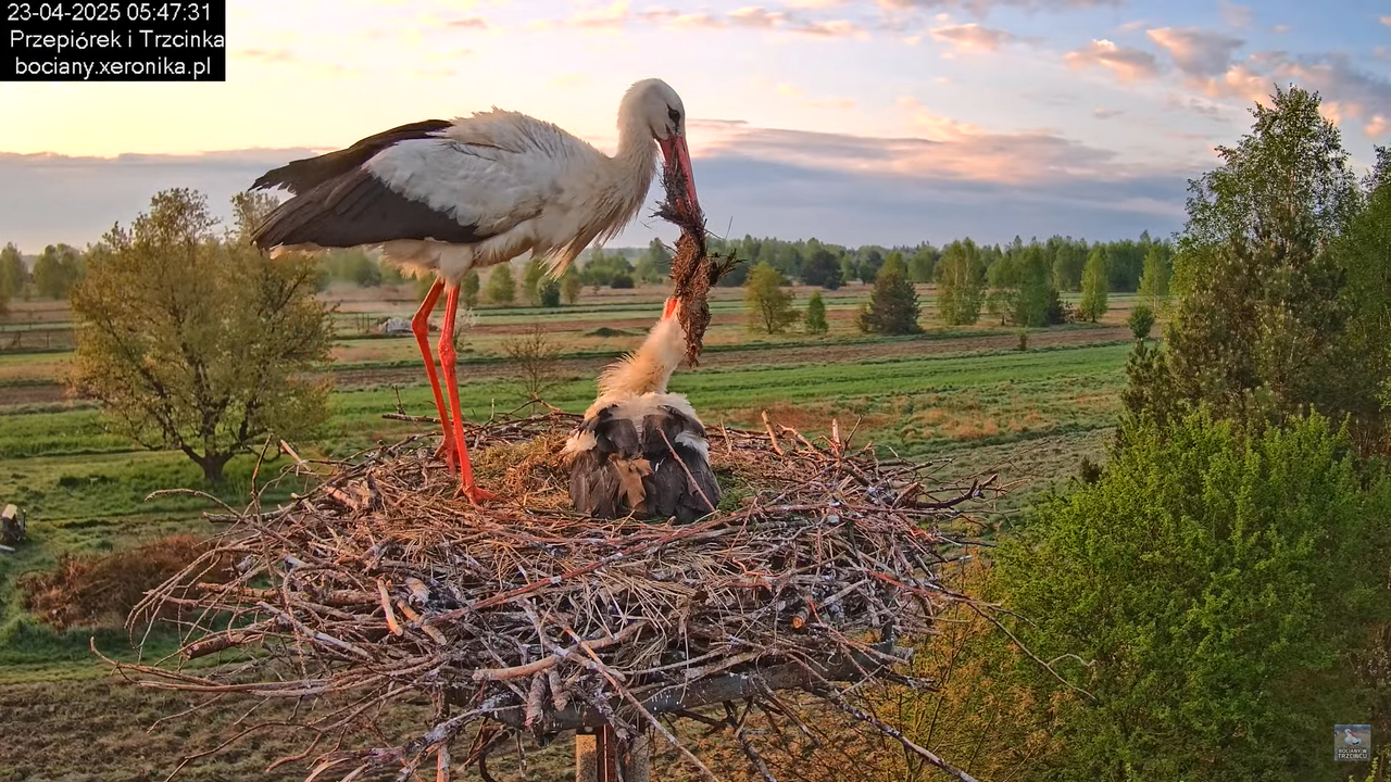 23042025bociany2