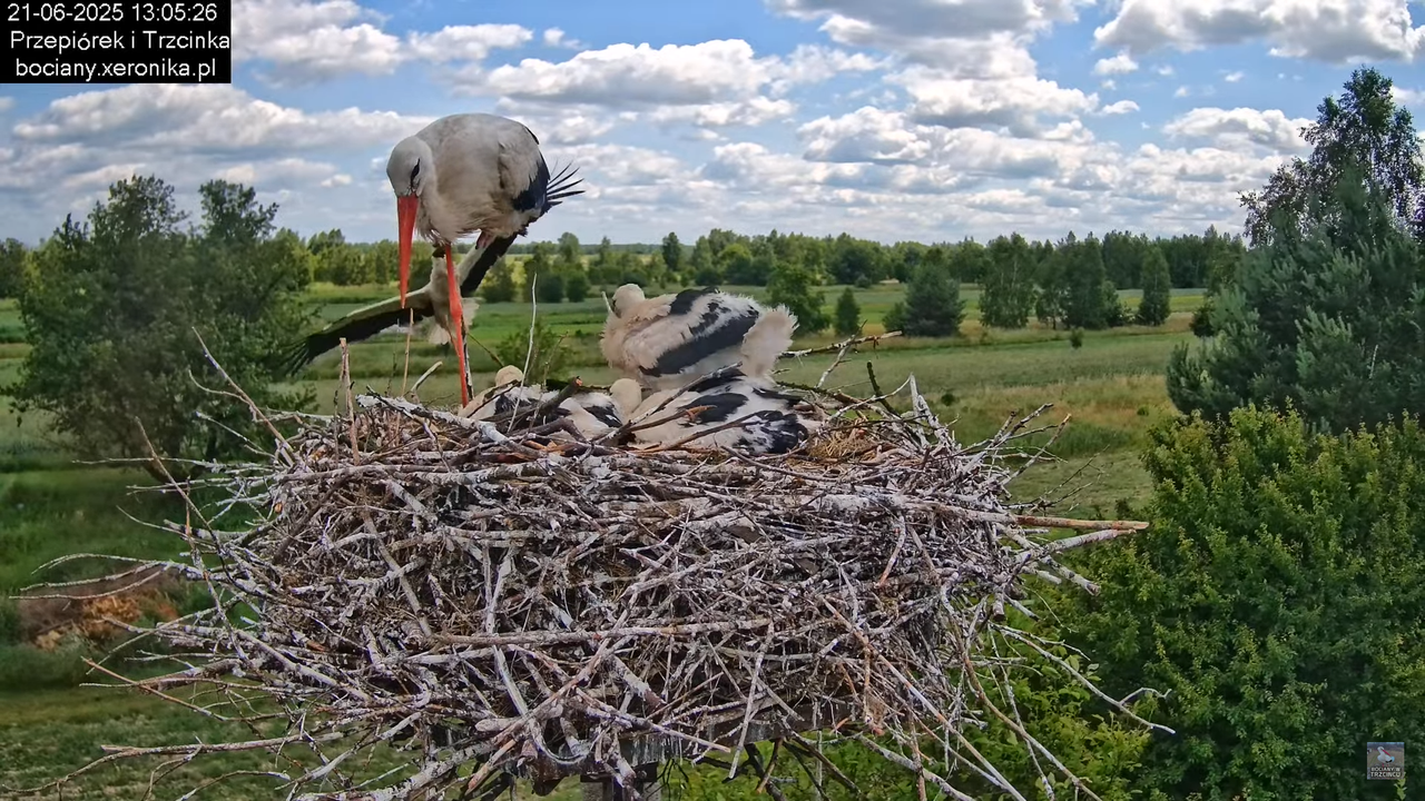 21062025bociany22