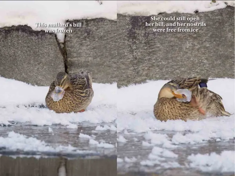 Se viraliza imagen de cómo un patito logra liberar su pico congelado