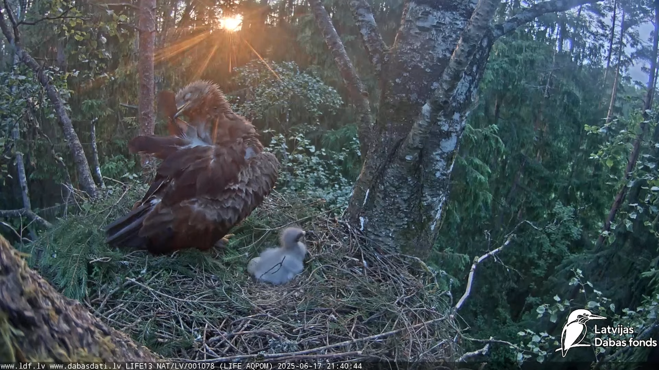 Mazais ērglis (Clanga pomarina), ligzda bērzā 14-48-0 screenshot