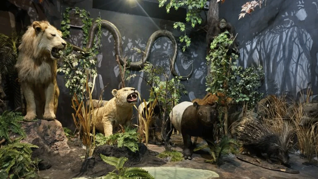 Rahmat Wildlife Museum: Menjelajah Keanekaragaman Hayati Dunia di Medan