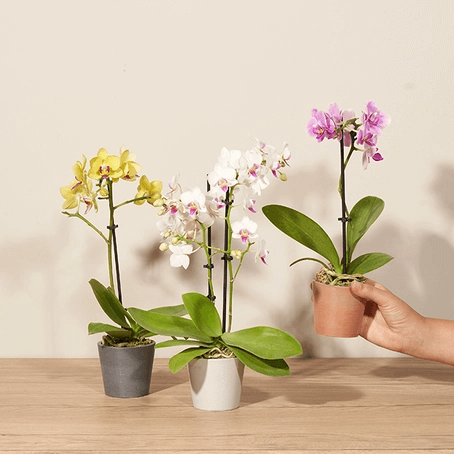 Imagen de la categoria orquideas
