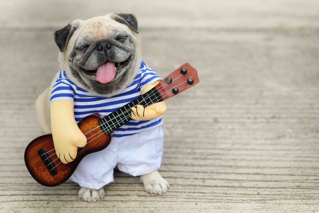 happy-bulldog-pug-ukulele-funny-shutters