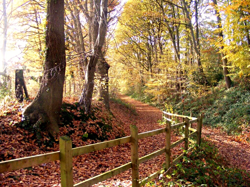 autumn-library-woods-HD.jpg