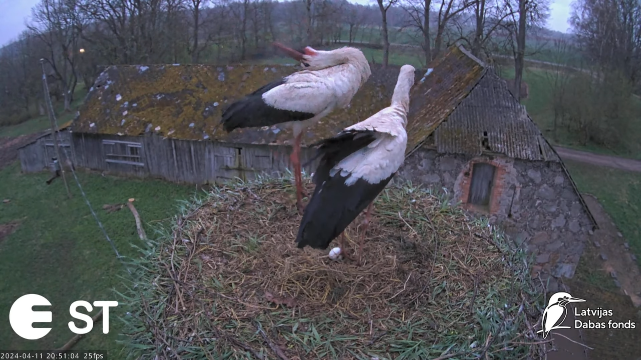 Baltie stārķi (Ciconia ciconia) Tukuma novadā - LDF tiešraide __ White storks in Tukums, Latvia 13-1