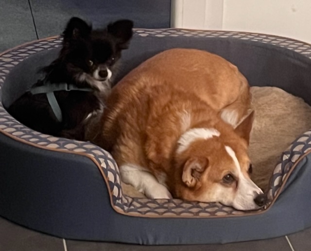 [Image: 62-B37806-407-B-406-F-9-E1-B-49-ECB04-B495-D.jpg]