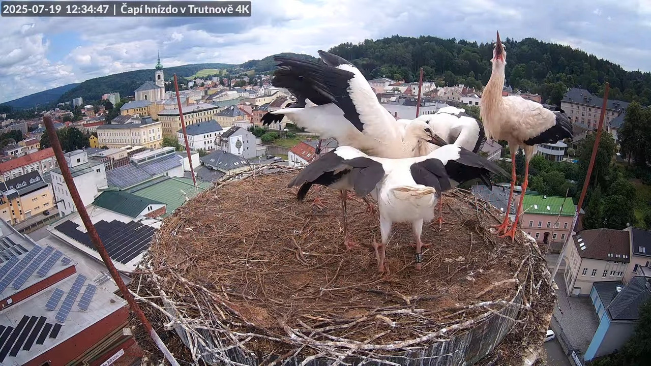 Tiešraide no stārķa ligzdas uz alus darītavas skursteņa Trutnovā 15-48-33 screenshot