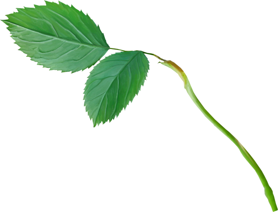 Leaves3