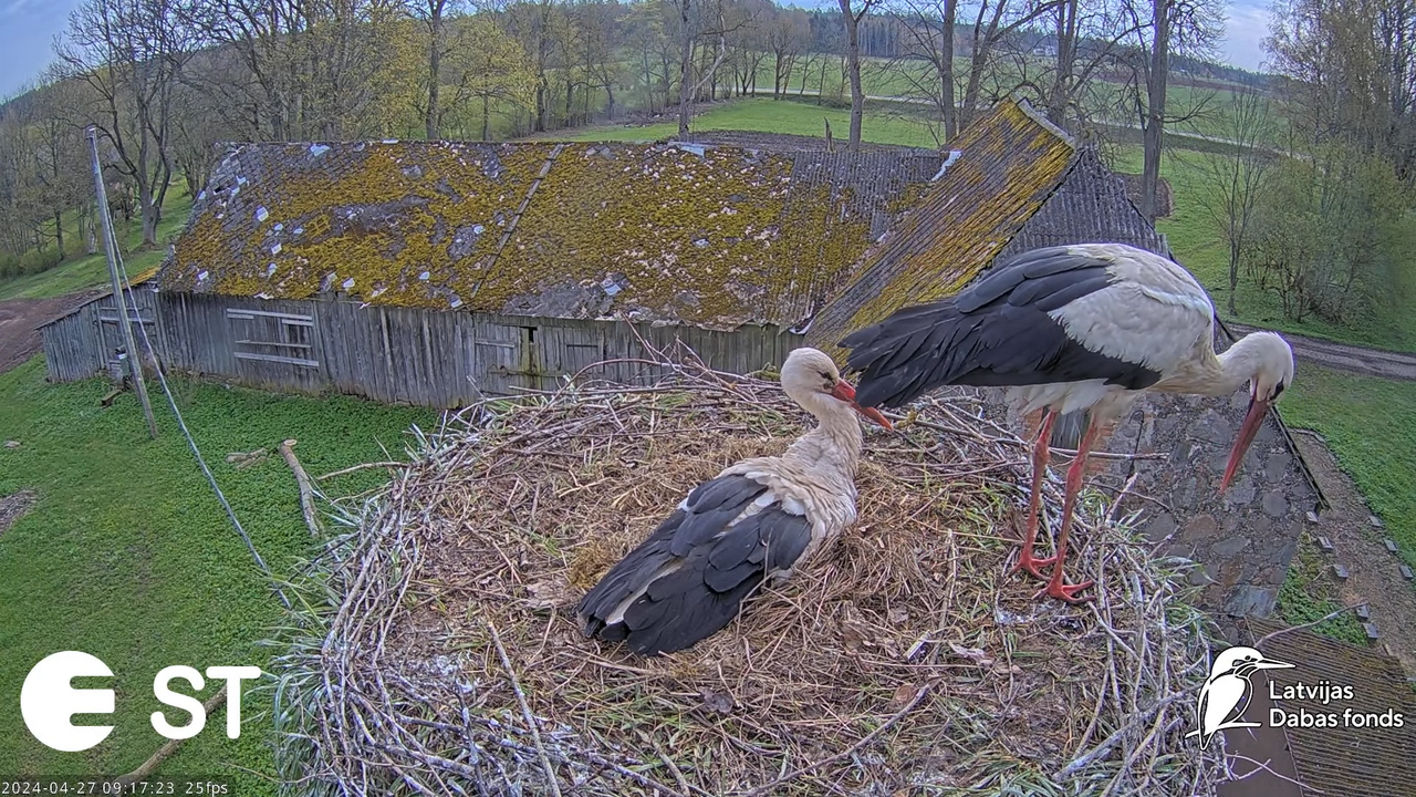 Baltie stārķi (Ciconia ciconia) Tukuma novadā - LDF tiešraide __ White storks in Tukums, Latvia 13-5