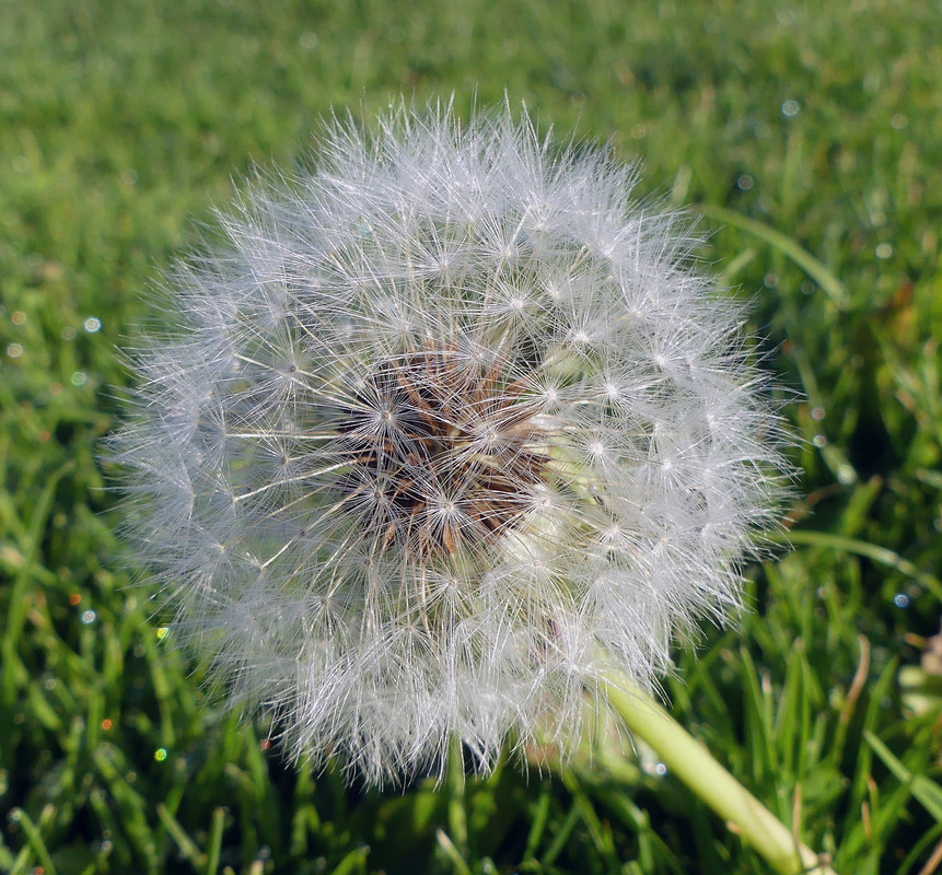 DANDELION 1