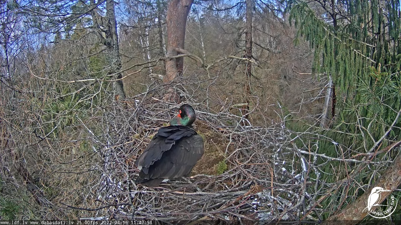 Melnais stārķis (Ciconia nigra) Siguldas novadā - LDF tiešraide 14-56-8 screenshot