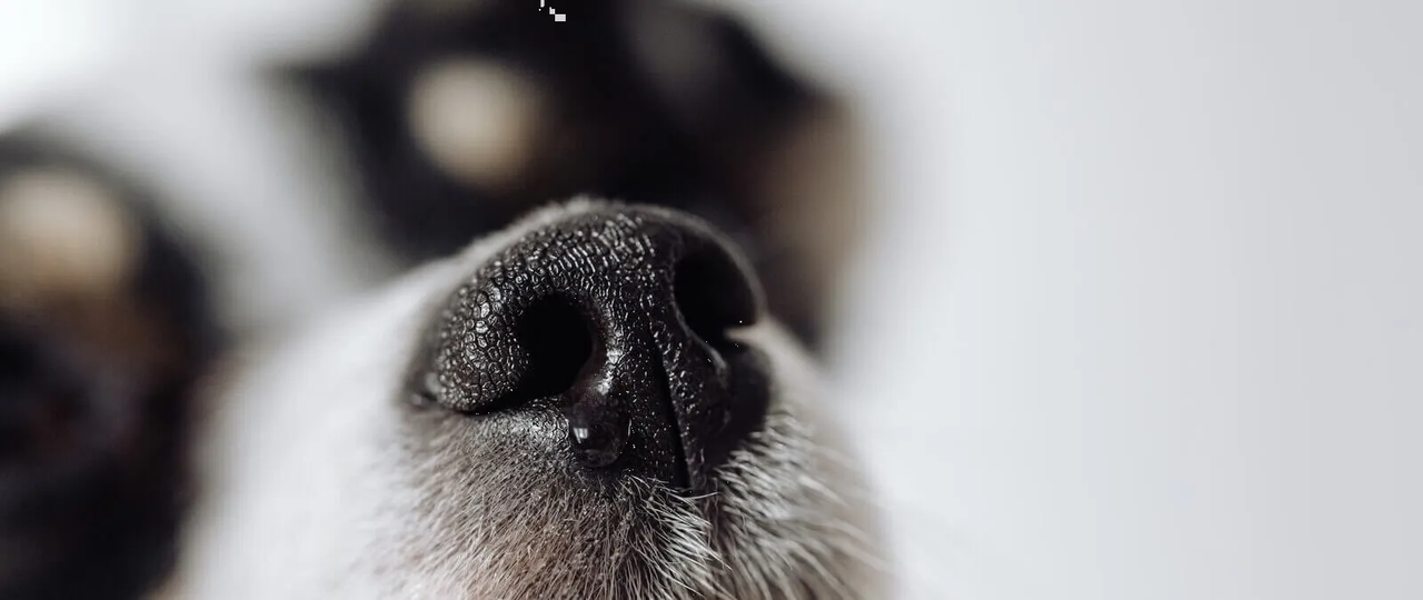 Perrito ‘Maximiliano’ se vuelve viral en Tik Tok; regresa a casa en taxi