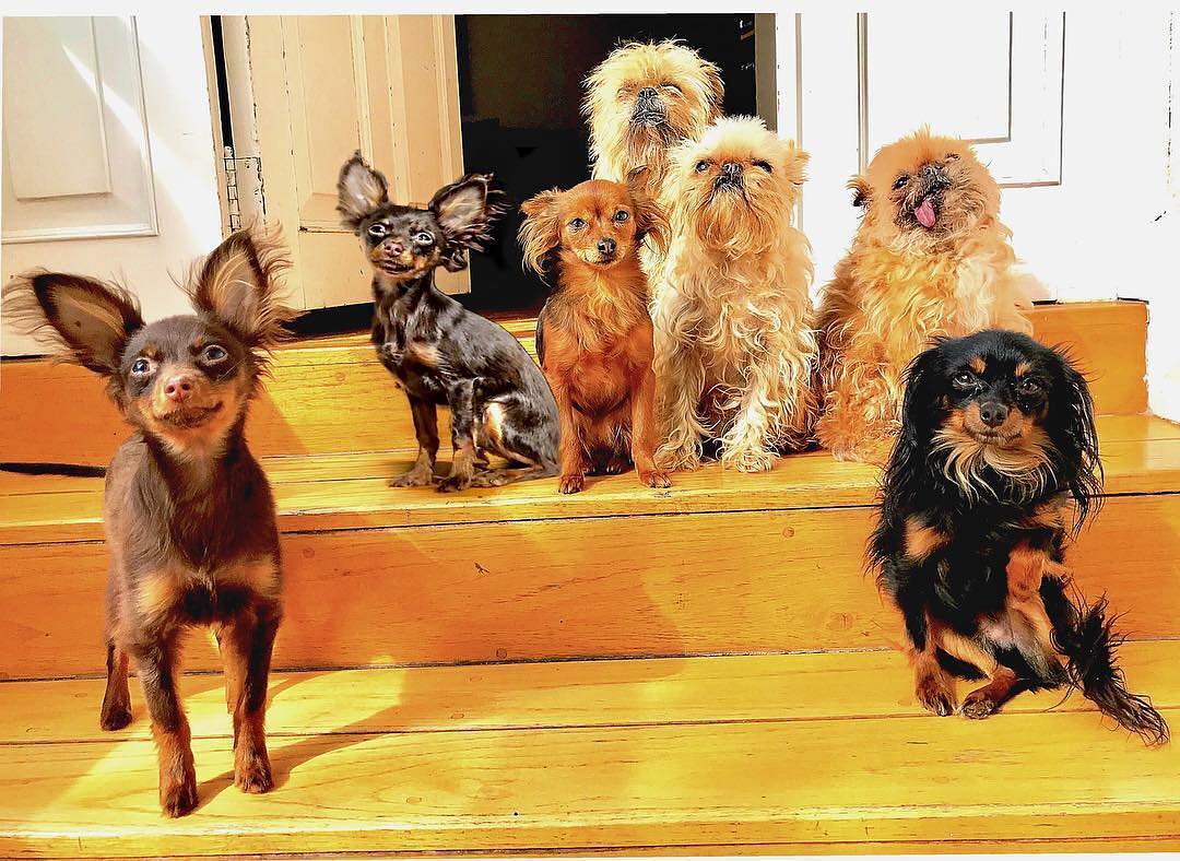 ¿Por qué se hizo viral el perro de Maribel Guardia?