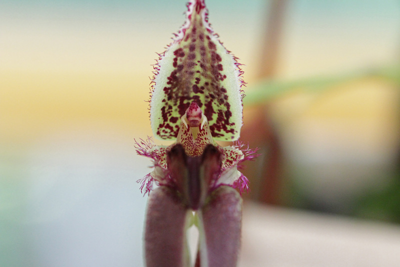 Bulbophyllum fascinator (Rolfe) Rolfe-007