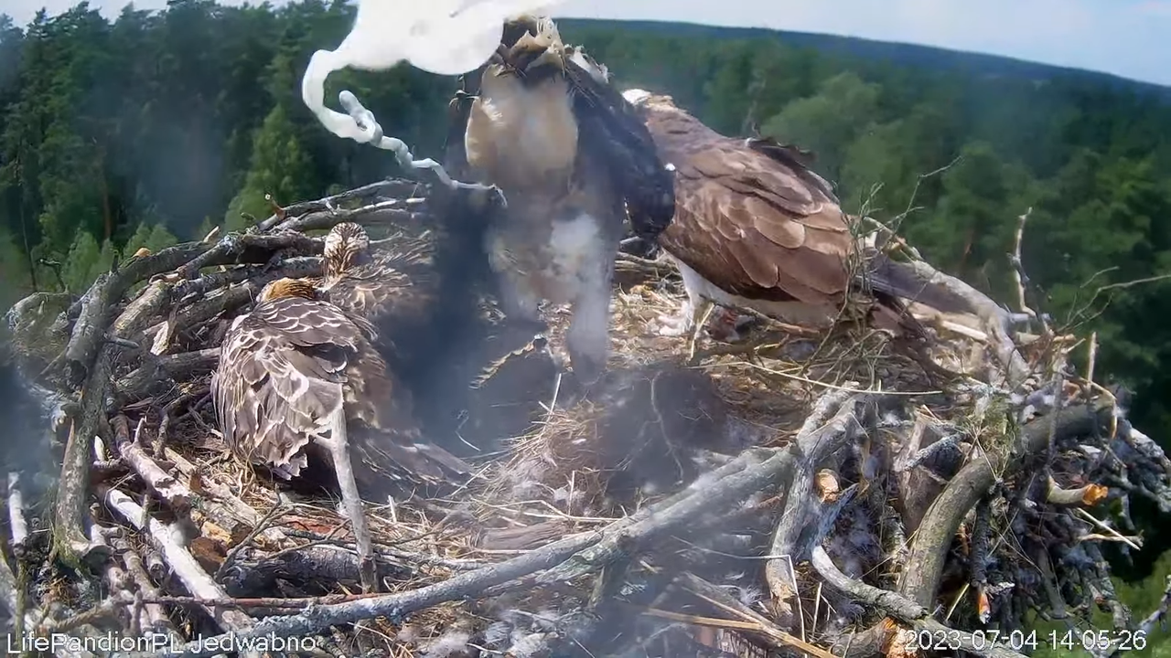 Rybołowy Online Puszcza Napiwodzko-Ramucka _ Ospreys Online in Napiwodzko-Ramucka Forest 1-12-41 scr