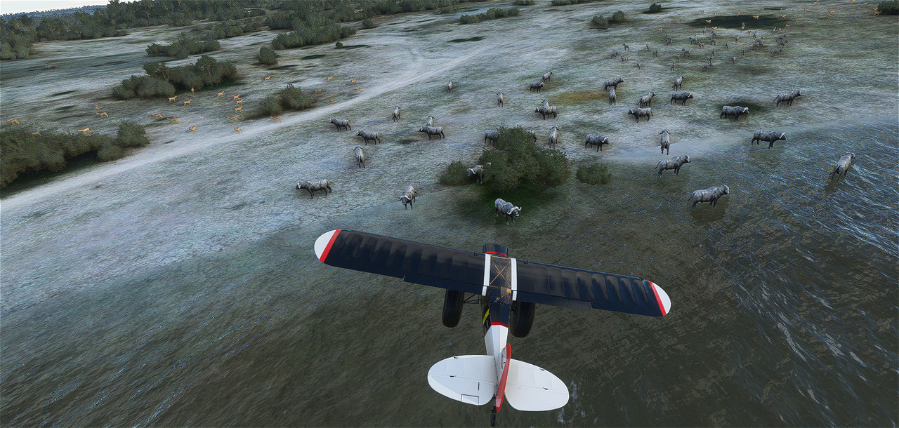 Savage-Cub-11.jpg