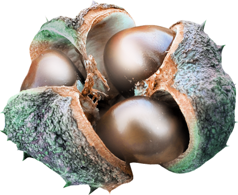 Autumn Witchery (124)