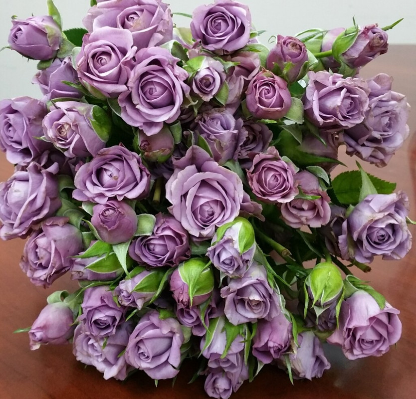 lavender-roses.jpg