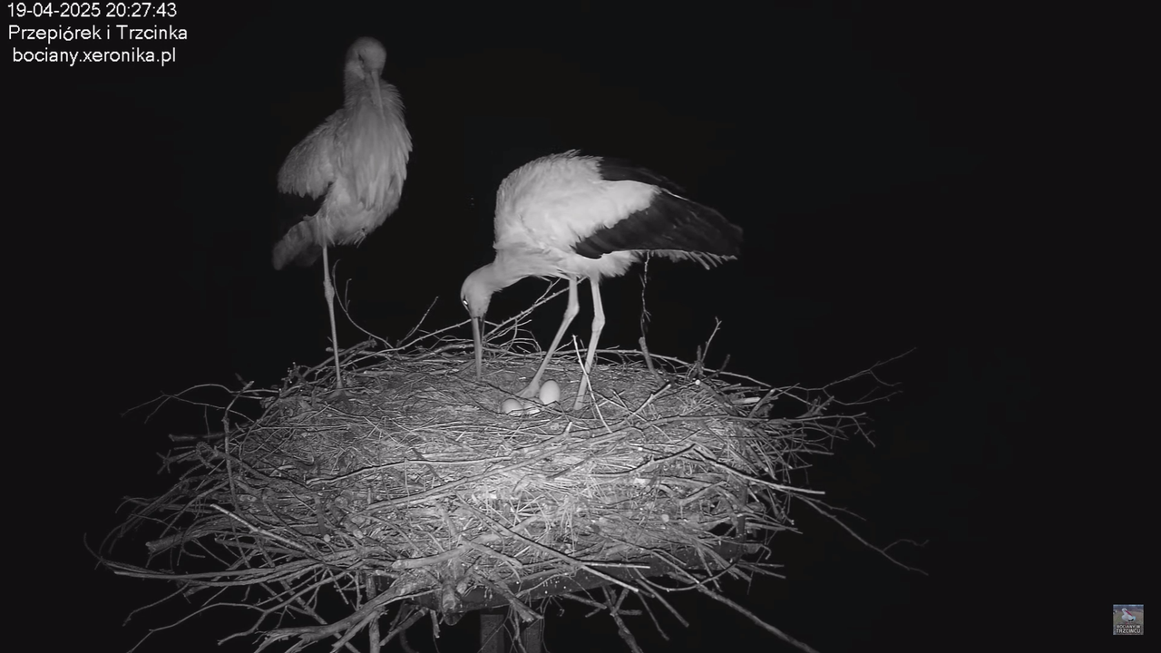 19042025bociany_2