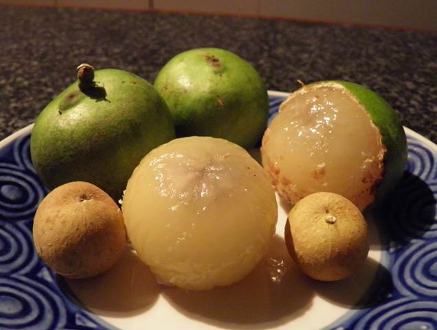 giant fiji longan