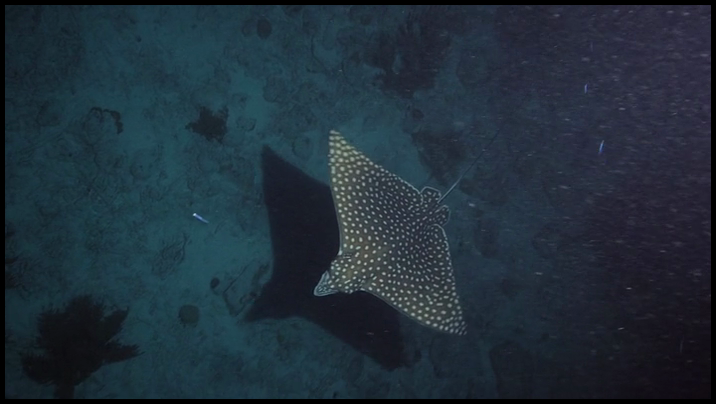 [Image: v1ynz5ehh23j.png]