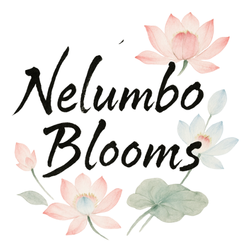 Nelumbo Blooms