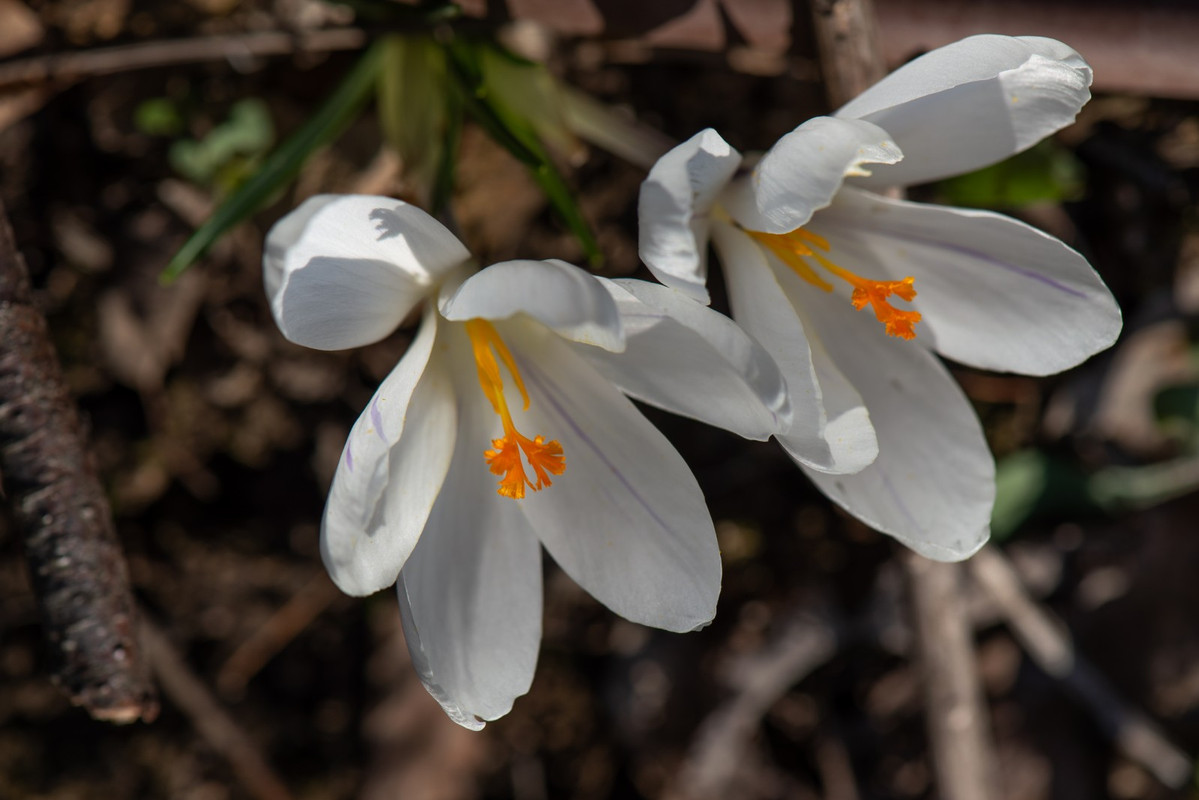IMG-7ef78a0f04f9efd6ad91df7cf58b58eb-V