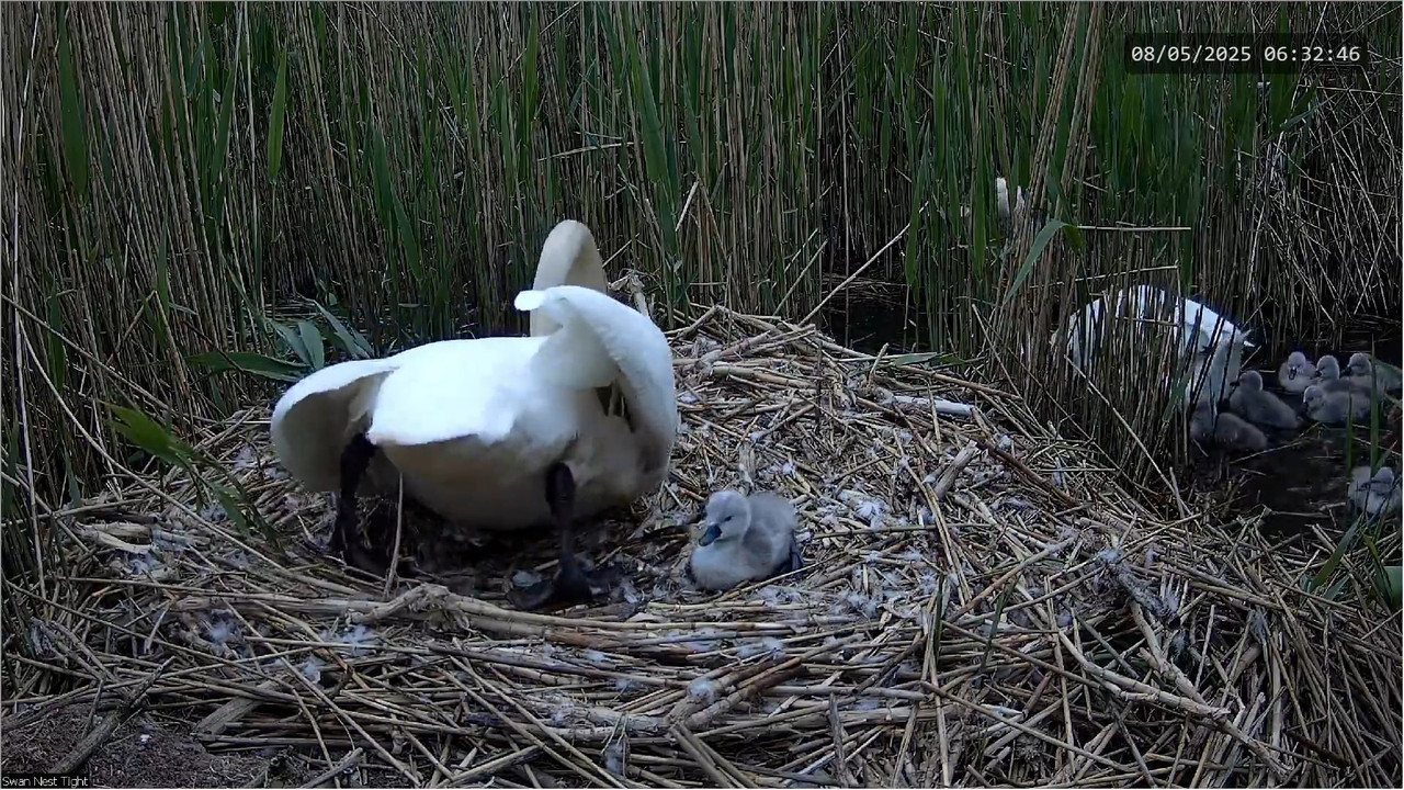 🔴 TIEŠRAIDES Gulbju ligzda 🦢 _ Putnu kameras _ Roberts E. Fullers 5-15-54 screenshot