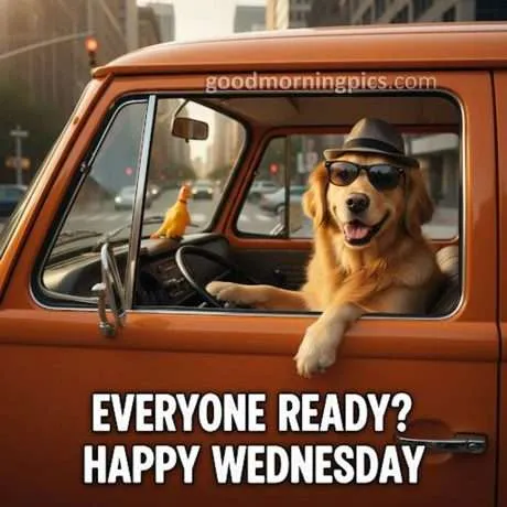 happy wednesday dog car 460x460