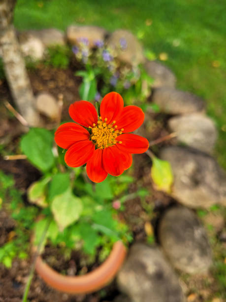 orange daisy flower in the garden