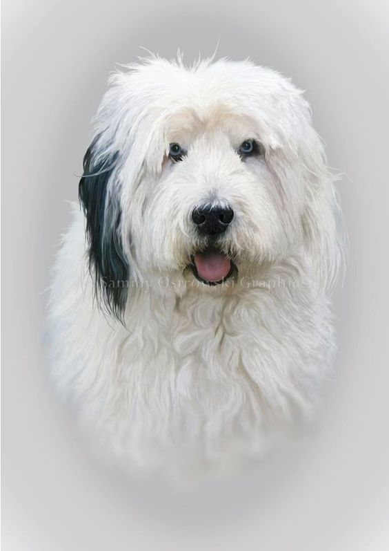 blacknwhitesheepdog.jpg