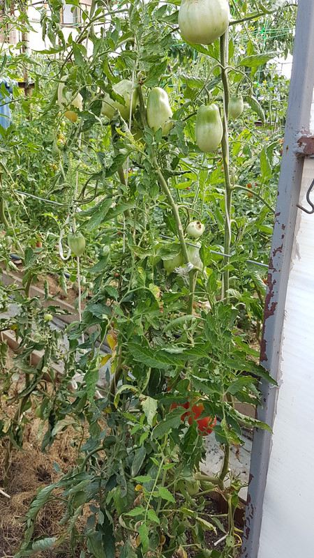 калманс20190803_101657
