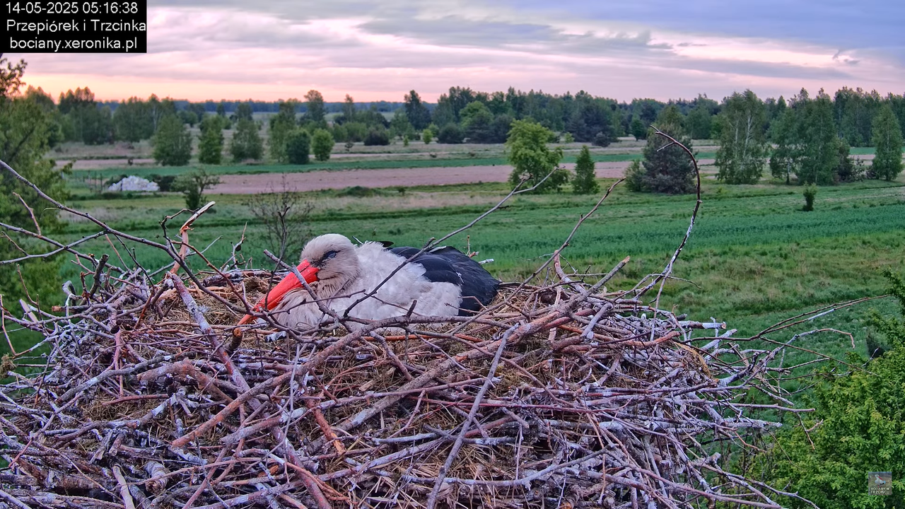 14052025bociany4