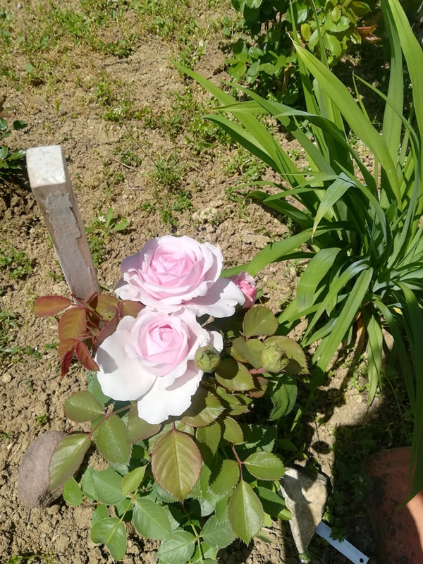 rozata