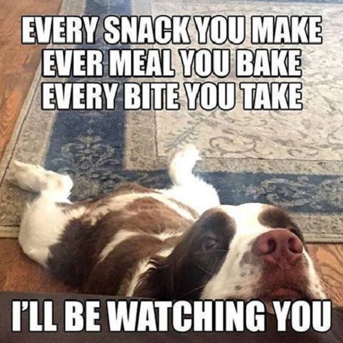 Dogsnack9e5dc897274bdac1e3693.jpg