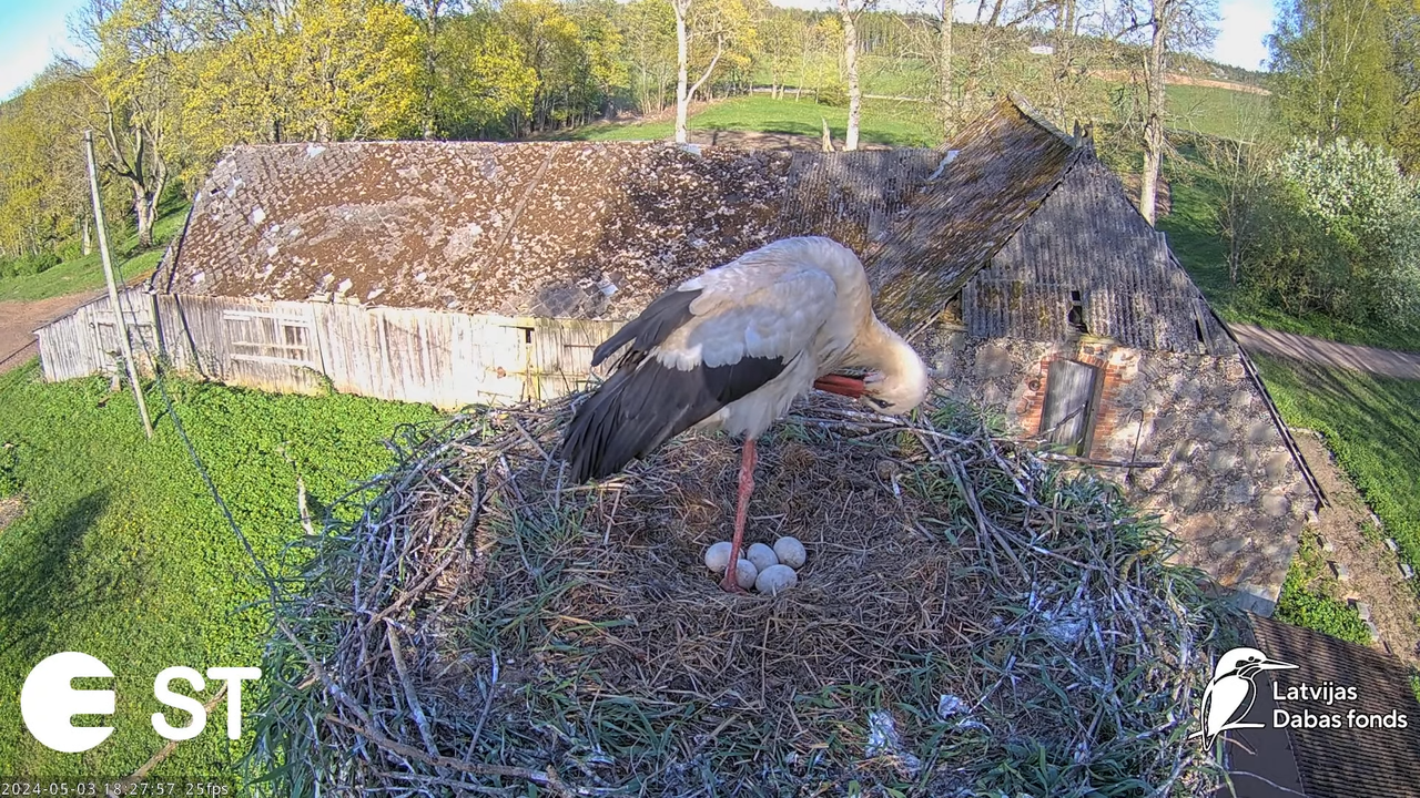Baltie stārķi (Ciconia ciconia) Tukuma novadā - LDF tiešraide __ White storks in Tukums, Latvia 11-4
