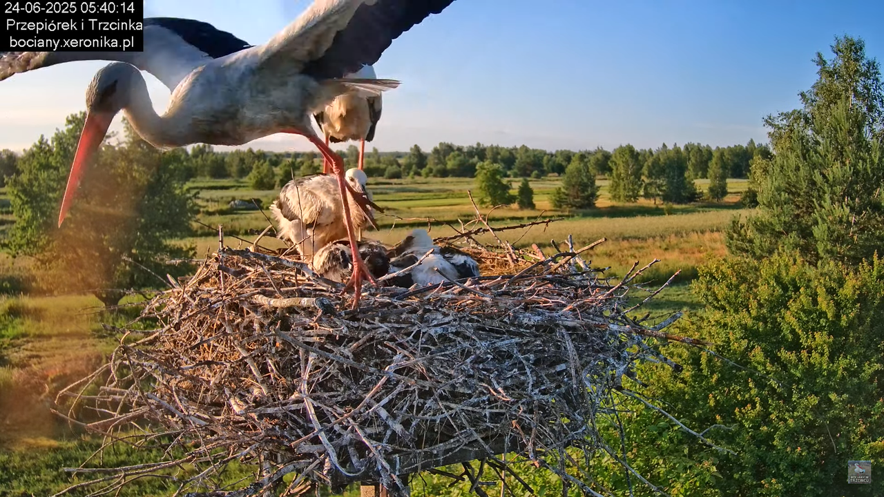 24062025bociany9