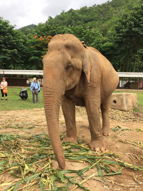 Visita a Elephant Nature Park - Nuestra primera vez en el Sudeste Asiático. Tailandia en Junio de 2018 (4)