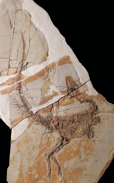   Is the holotype specimen for S. prima found in 2010 in city Lingyuan which the species was named after