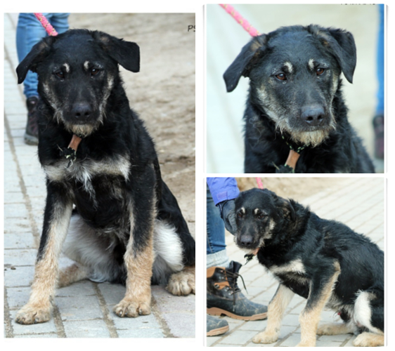 BeFunky-collage (17)