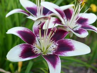 [Image: asiatic-lily-cappuccino-lily-creative-commons-11653.jpg]