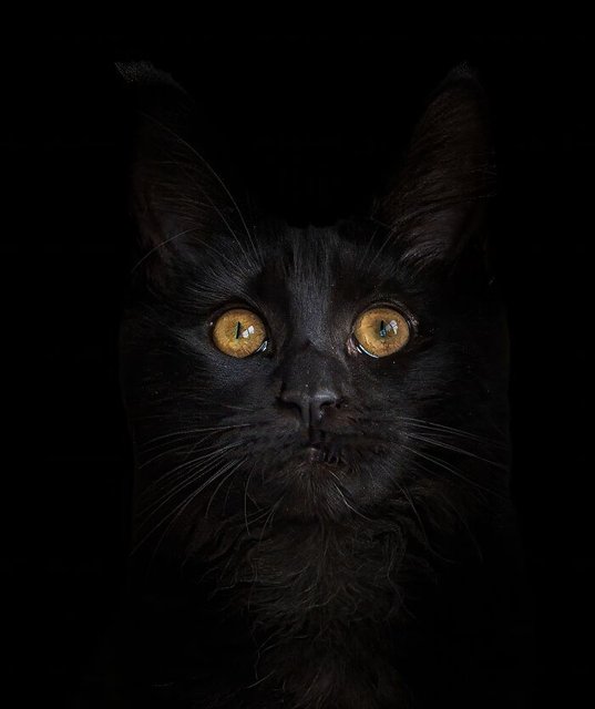 Boredpandacatblackpurrfevct-ne1-topaz-denoise-sharpen-671d02bea8346-700.jpg