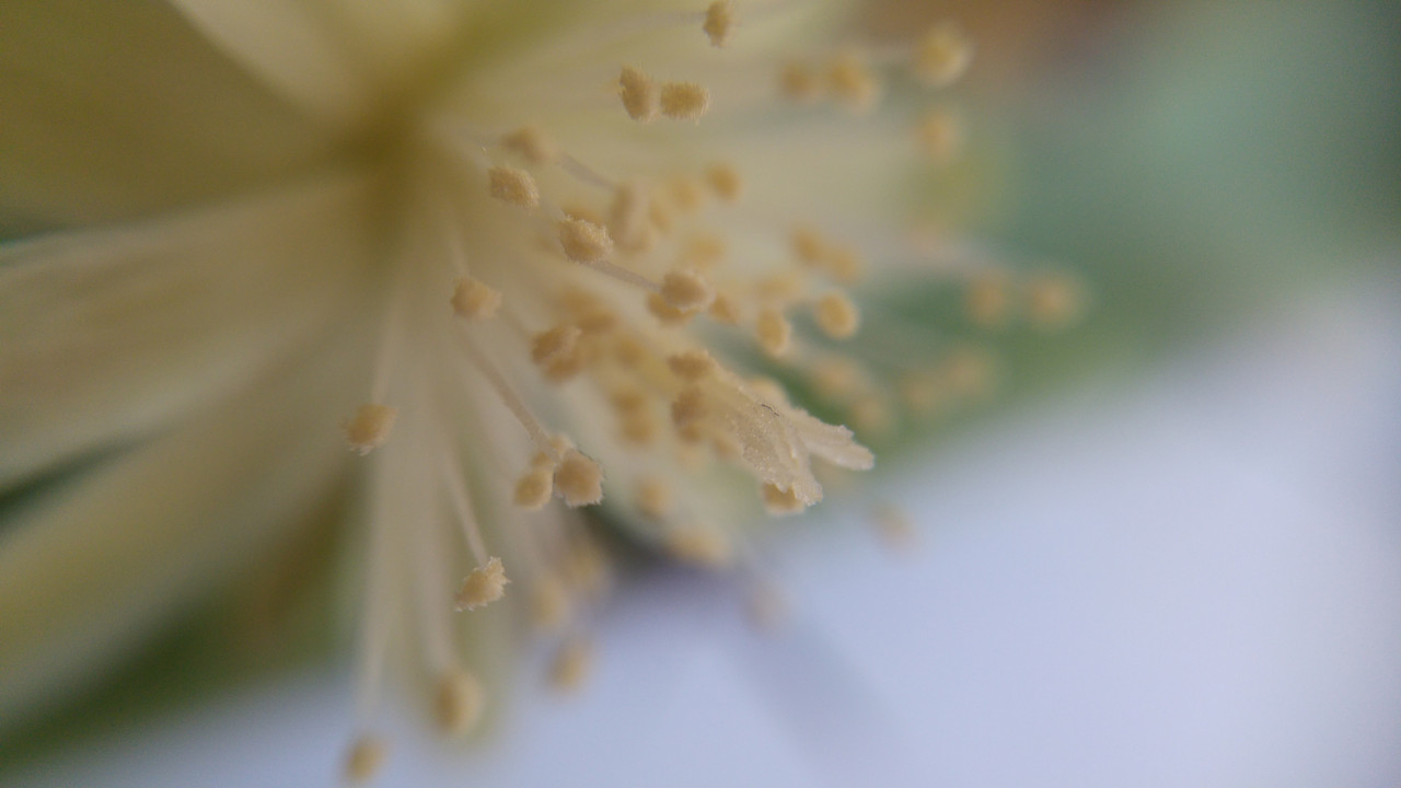 blue myrtle bloom (4)