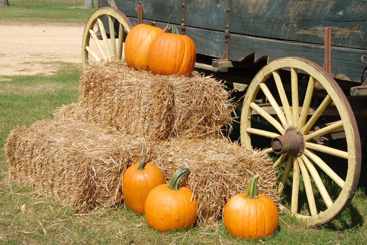 Canva-Orange-Pumpkin-on-Brown-Hay-Near-Gray-Carriage.jpg