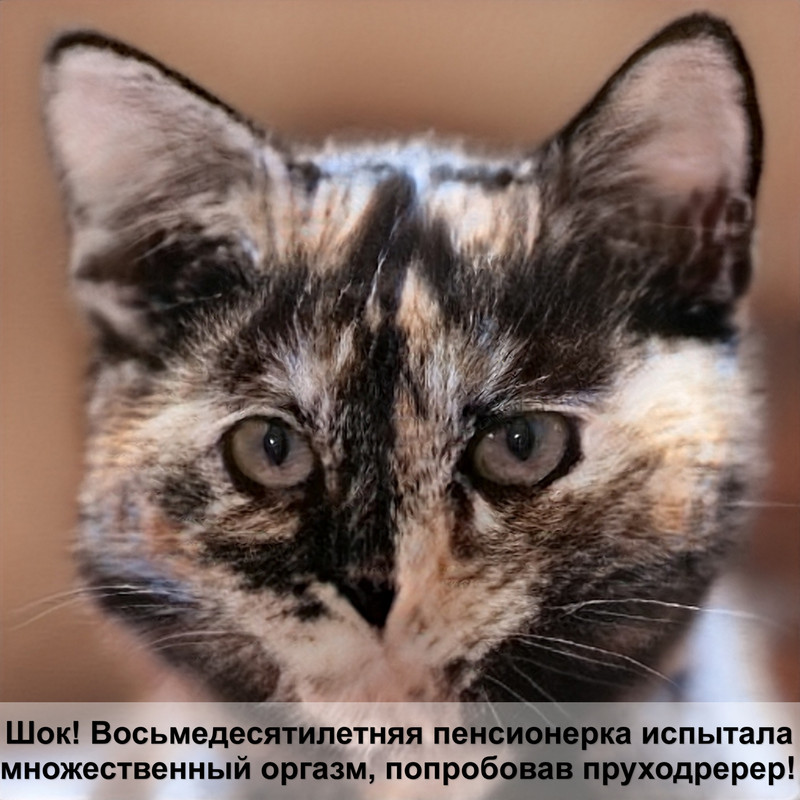 как отучить кошку драть обои