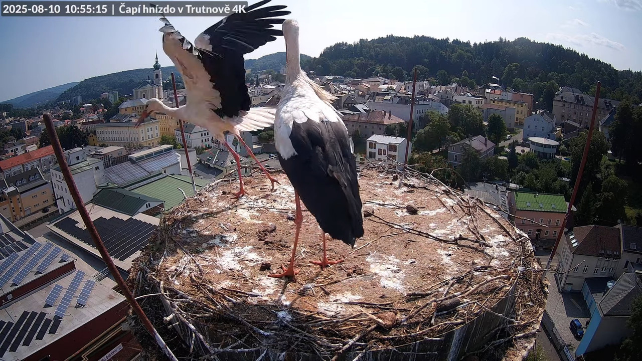 Tiešraide no stārķa ligzdas uz alus darītavas skursteņa Trutnovā 13-15-31 screenshot (1)