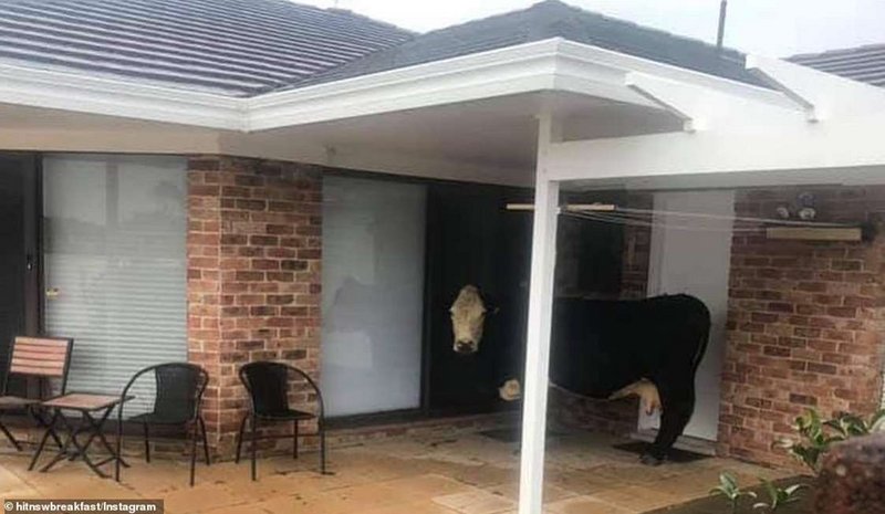 [Image: stranded-cow.jpg]