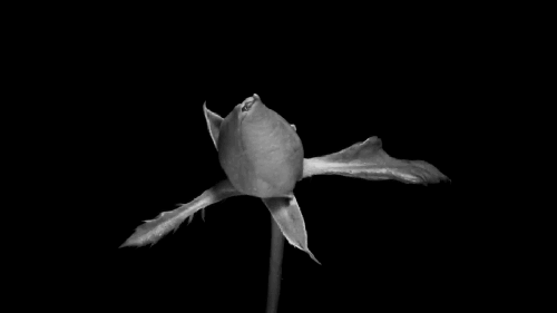 Bloom