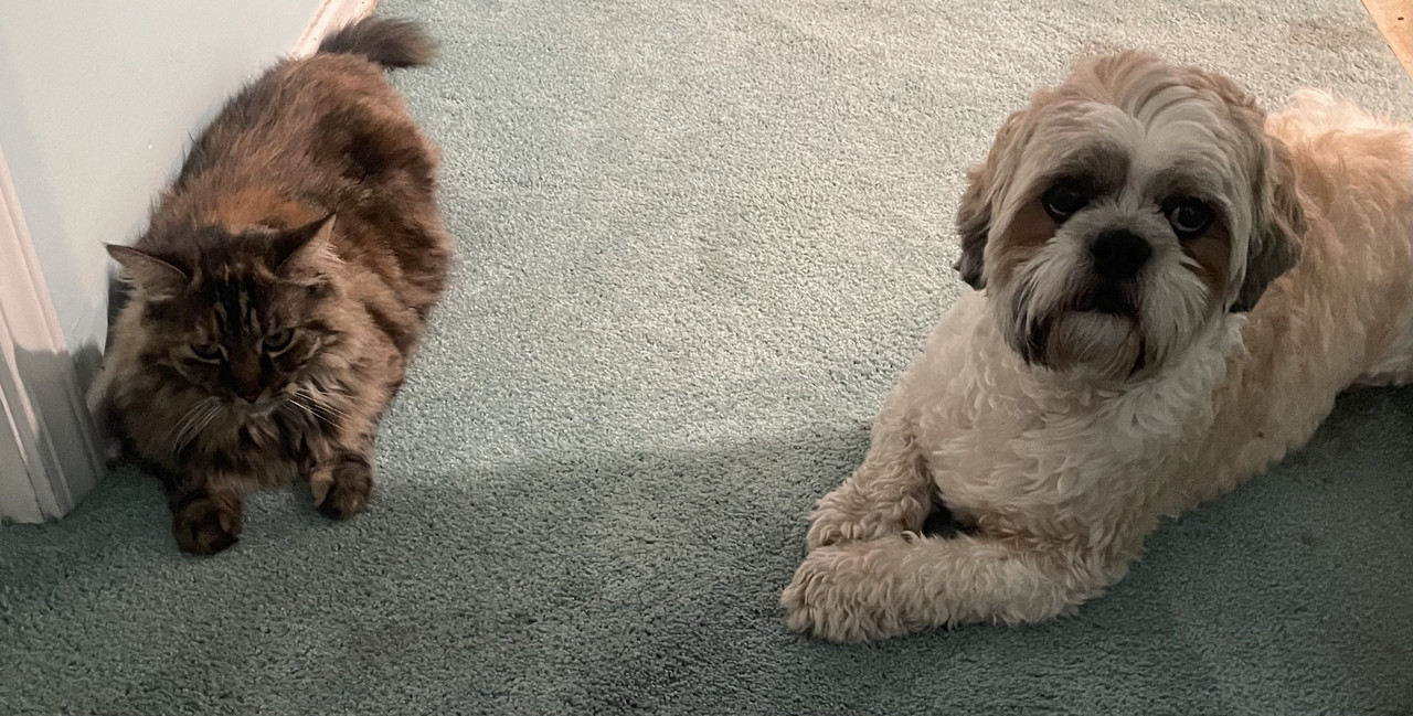 80D10DAC-26DB-4772-8A25-2621B6C990E9_1_201_a